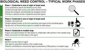 Describe six typical augmentation products 4 biological control is: Biological Control Of Invasive Plants Cabi Org