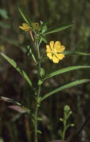 Image result for Ludwigia leptocarpa