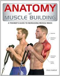 Anatomy of the muscular system chapter 10 281. Anatomy Of Muscle Building A Trainer S Guide To Increasing Muscle Mass Ramsay Craig 9781554078165 Amazon Com Books