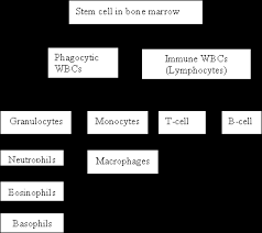 The survival rate for throat cancer in stage 1 is 5 years. Ceufast Complete Blood Count Cbc Interpretation