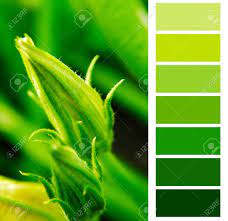 Pearlized buttons are selected to complement the shirt color. Courgette Green Color Chart Palette Swatches Stock Photo Picture And Royalty Free Image Image 30853768