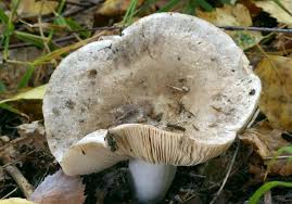Image result for Russula perlactea
