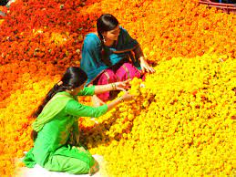 Red is a powerful, aggressive color. Marigold The Mexican Flower That Has Become A Part Of Indian Festivals