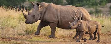 What S The Difference White Rhino Vs Black Rhino Safari Ventures