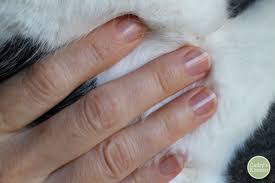 Try to ensure the cat's home life as predictable as possible. 6 Weeks Going Strong How I Quit Nail Biting Cadry S Kitchen