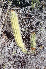 Image result for Pelargonium alchemilloides