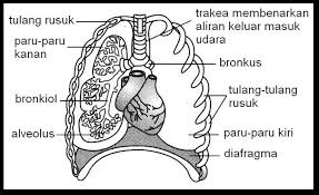 Bernafas merupakan salah satu ciri dan aktivitas makhluk hidup. Sistem Pernafasan Manusia Lessons Blendspace