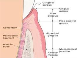 Image result for Gingiva
