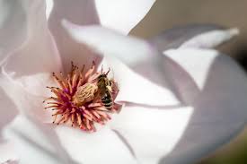 We did not find results for: Espoma Top Five Trees To Plant For Bees Espoma