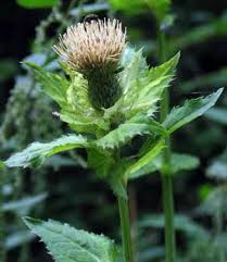 Image result for Cirsium  buchwaldii