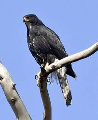 Birds Of Prey Wikipedia Black Sparrowhawk Sparrowhawk Birds Of Prey Beautiful Birds