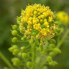 Image result for Basella paniculata