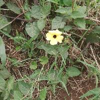 Image result for Anisosepalum alboviolaceum