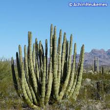 The cactus wren (heleodytes brunneicapillus couesi) was designated the official state bird of arizona in 1931; Photo Cactus Arizona Usa Welt Atlas De