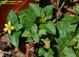 Image result for Calyptocarpus vialis