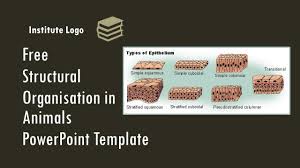 Cell types plant and animal tissues ppt. Free Structural Organisation In Animals Powerpoint Myfreeslides
