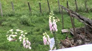 Digitalis Purpurea A Common Foxglove Flower Plant Youtube