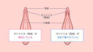 クリトリス包茎（包皮切除）術を解説｜婦人科と美容外科どっちで受ければいいの？│SELECT CLINIC TIPS