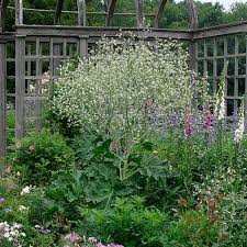 Image result for Crambe hispanica