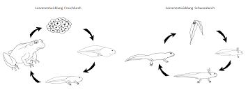 Amphibien Amphibien Wirbeltiere Froschlurche