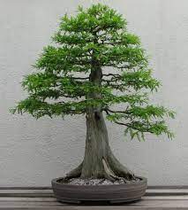 They help to purify the air and create a relaxing environment. Bonsai Horticulture Britannica