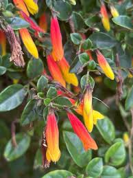 Image result for Justicia rodgersii