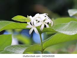 Image result for Holarrhena