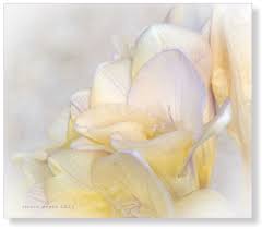 Freesia Flower Knight Best Flower Wallpaper