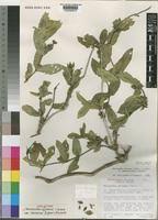 Image result for Neuracanthus africanus