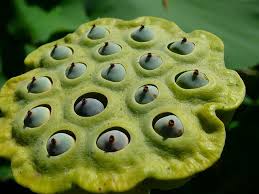 Pin On Weird Plants
