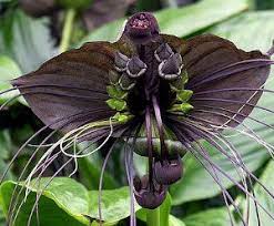 Black Bat Tacca Flower Best Flower Wallpaper