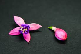 Fuchsia Verenpisara Edible Flowers Fuchsia Edible