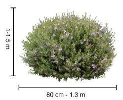 Westringia are great for for coastal, seaside, and exposed locations. Westringia Varieties For Hedges Borders And Native Gardens