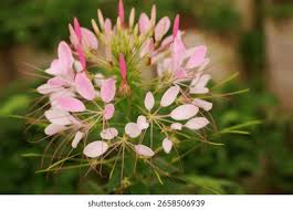 Image result for Cleome spinosa