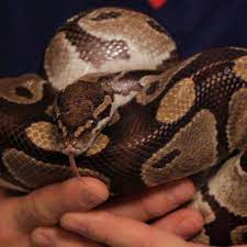 You should provide a bowl of water for your snake, big enough for it to soak if it wishes. How To Take Care Of A Ball Python Howcast