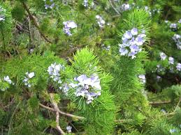 Image result for Psoralea glabra