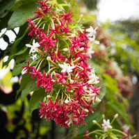 Image result for Combretum indicum