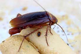 German roaches get into everything, multiply rapidly, and can survive for several months without food and up to two weeks without water. What To Do About Cockroach Eggs In Your Home Terminix Cockroaches German Cockroach Terminix