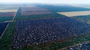 Argentina and paraguay are both feature again in four days, when qatar face the albiceleste and berizzo's squad face colombia. New Report Documents Soy Linked Deforestation In Argentina And Paraguay