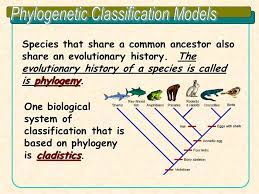 Phylogenetic Classification Models Ppt Video Online Download