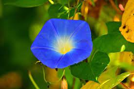 Morning Glory Heavenly Blue Morning Glory Flowers Climbing Plants Trellis Types Of Blue Flowers