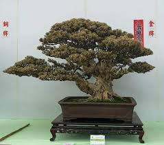 Pin Oleh Johan Lim Di Bonsai Art