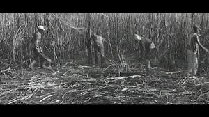 Resultado de imagem para fotos de Alagoas