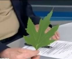 Fatosh Adli Kullanicinin Egzersiz Panosundaki Pin Bitki Dogal Tedaviler Evde Hazirlabilen Ilaclar