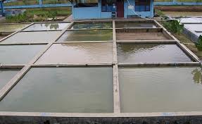 Cara Menentukan Ukuran Kolam Gurame 1000 Ekor Yang Baik Blog Budiaya Ikan Hias