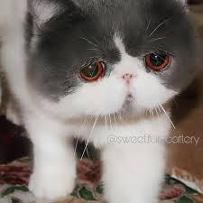 Our Doll The Father ما شاء الله اكزوتيك شورت هير By Sweetfur Cattery Animals Cats