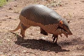 Os indivíduos são agrupados em espécies, que por sua vez são organizadas em categorias sucessivamente maiores. Entre Morcegos Pangolins E Tatus Escola Preparatoria Da Ufabc
