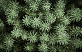 Disebut biji terbuka karena bijinya tidak ditutupi oleh daging buah. Tumbuhan Gymnospermae Pengertian Ciri Klasifikasi Siklus Contoh