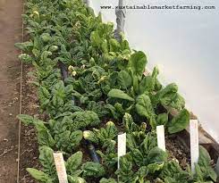 Ideally, it is best to grow tyee in the fall season and harvest it in early spring, especially during the day when the temperature reaches 40 degrees. Alternatives To Tyee Spinach Sustainable Market Farming