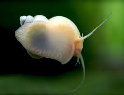 Their speed though counters this problem in that they can easily avoid the bettas attack. Aquatic Arts 10 Live Ivory Mystery Snails Freshwater Aquarium Algae Remover Safe In Tetra Guppy Betta Fish Tank Clean Undergravel Substrate Buy Online In Cambodia At Cambodia Desertcart Com Productid 112792680